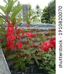 Small photo of beautiful red henna flower which has the scientific name Impatiens balsamine