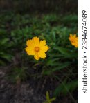 Small photo of Yellow Lanceleaf coreopsis flowers in the garden. Lanceleaf coreopsis is a native wildflower in the Asteraceae (daisy) family.