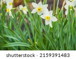 Two White Daffodil Flowers In...