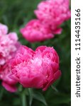 Small photo of Pink bright paeonia Karl Rosenfield Herbaceous Peony flowering in summer garden