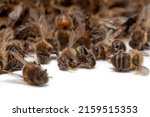 Small photo of Beekeeping and disappearance of bees - Group of dead bees on a white background