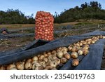 Small photo of onion lump, bighead onion harvest