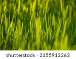 Elytrigia. Herbaceous background of juicy high green couch grass close-up. Fresh young bright grass Elymus repens beautiful herbal texture, spring. Water drops, wheatgrass morning dew, rain