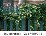  (Hedera helix), Wall of green ivy. Hedera spiral. Original texture of natural greenery. Decoration of fence with ordinary ivy. Background from elegant leaves. Nature concept for design