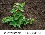 Cucumber Plant  Vine With...