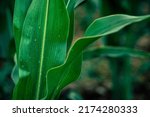Corn field agriculture. Green nature. Rural farm land in summer. Plant growth. Farming scene. Outdoor landscape. Organic, green leaves, water drop rain