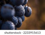 Close Up  Berries Of Dark Ripe...