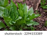 Small photo of Sorrel. Beautiful herbal abstract background of nature. rumex acetosa. Perennial herb. Spring landscape. Popular cooking seasoning. Home plants, products. Gardening