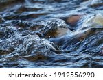 Closeup of Gurgling Water over Cobblestone in a River