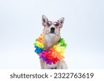 Small photo of dog with Hawaiian flower necklace and sunglasses