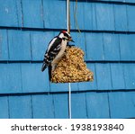 A Male Downy Woodpecker Perched ...