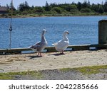 Two Geese At The End Of A Dock. ...