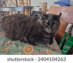 Small photo of Queens County, NS, CAN, December 16, 2023 - A black cat sitting on a table and looking rather cranky.