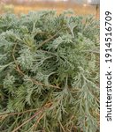 Coastal Sagewort   Artemisia...