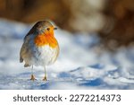 Eurasian red chest robin in...