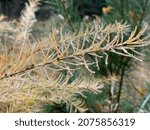 Small photo of Needles on branch of larch (tamarack) in forest with Drops of water in November in the Czech Republic. The autumn atmospheare with yellow and brown leaves and needles are in contrast with green spruce