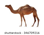 Arabian camel isolated on white ...