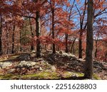 Red Leafed Trees In Rocky...