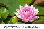 pink water lily with green leaves, Tata educational trail