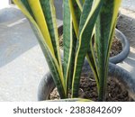 Mother-in-law's tongue or sansevieria or snake plant. Hard, long upright, succulent leaves, with pointed tips are the characteristic shape of mother-in-law's tongue.