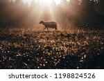 Lost Sheep On Autumn Pasture....