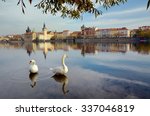 Swans on the river Vltava in Prague, capital city of Czech republic, near by Charles bridge