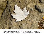 Maple Leaf On The Stone. Spider ...