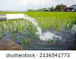 Irrigation Of Rice Fields Using ...