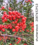 Red Pyracantha Berries Close Up ...