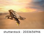 One flying falcon in the desert ...