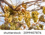Bunches Of Golden Grapes On The ...