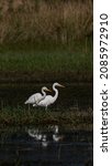Great Egret Standing In Marshy...