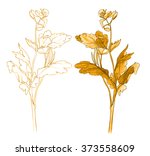 celandine   wild flower   herb  ... | Shutterstock . vector #373558609
