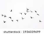 Small photo of Birds flying in the sky.