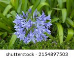 Blue Agapanthus Also Know As...