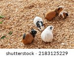 Group Of Guinea Pig On Sawdust...