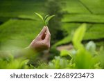 Fresh green tea leaf in female hand in front of tea plantation. Top of green tea leaves ready for harvest. Close up.
