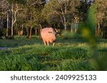 
The rare Red Albino Water Buffalo, a stunning breed, flaunts its crimson-hued hide, symbolizing uniqueness in marshland ecosystems.v