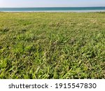 Small photo of View of green grass, beach and sea at Dareen Beach, Jubail, Saudi Arabia.