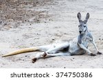 Grey Kangaroo Lying Down ...