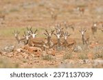 Small photo of Gazelles feeding in the steppes of Urfa. Goitered gazelle, Gazella subgutturosa