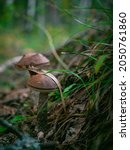 Boletus Mushrooms Grow In Moss. ...