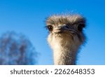 Portrait Of A Graceful Ostrich. ...