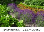 Decorative Flower Bed With...