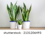Two Dracaena trifasciata snake plants (Sansevieria trifasciata) and a small one on a wooden table at home