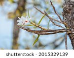 A picture of wild white orchids isolated in natural habitat, deciduous forest, at western forest of Thailand.

species: The dragon-like dendrobium, Dendrobium draconis