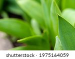 Small photo of Background of large green leaves close-up subtext.