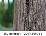 Small photo of Tree trunk close-up on a sunny day in summer. The blurred background on the left is the subtext.