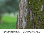 Small photo of Tree trunk close-up on a sunny day in summer. The blurred background on the left is the subtext.