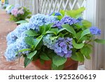 Blue Hydrangea Flowers In Pots...